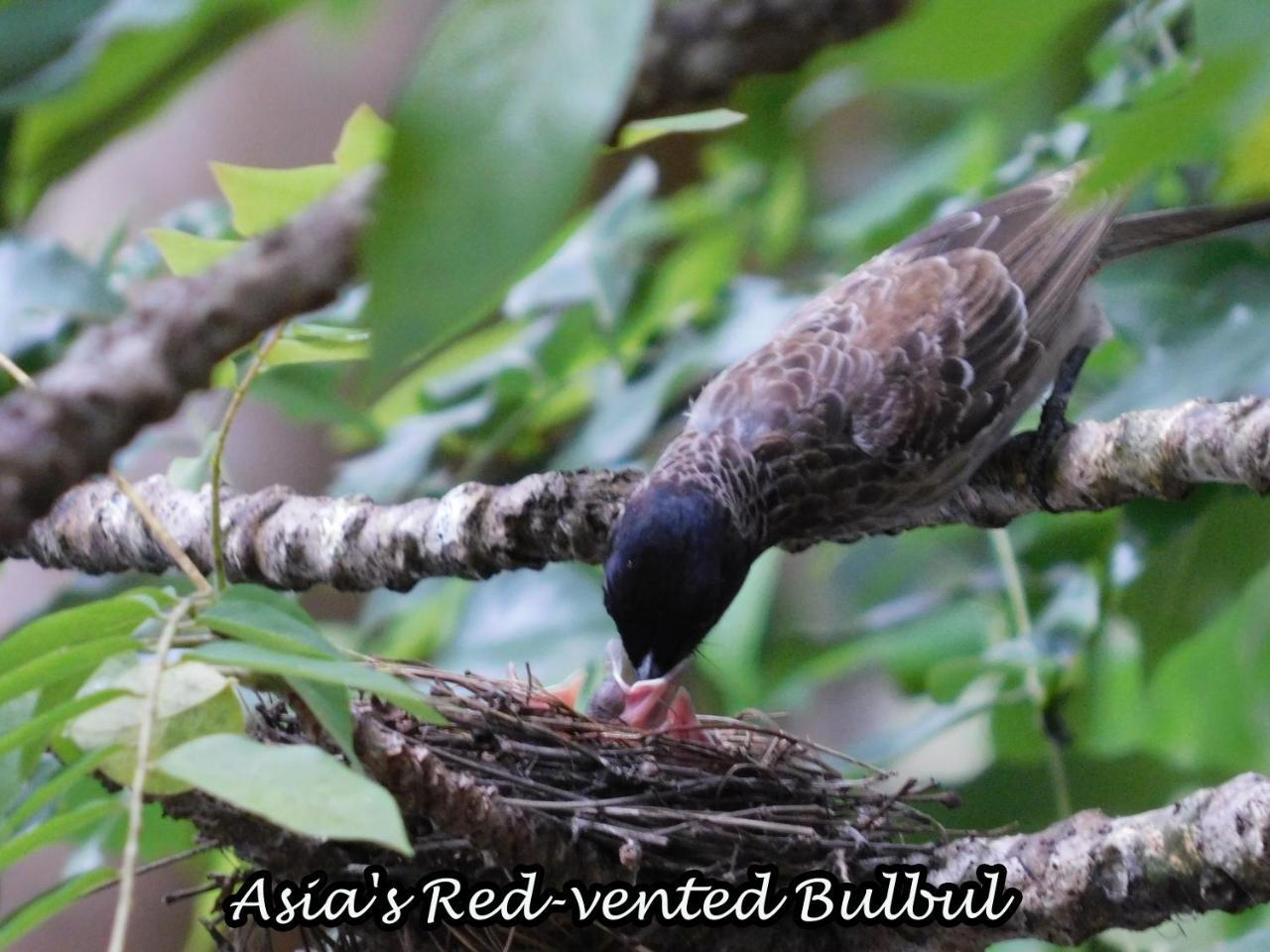 Yala Avian Eye Safari Apartment Buttala Exterior photo
