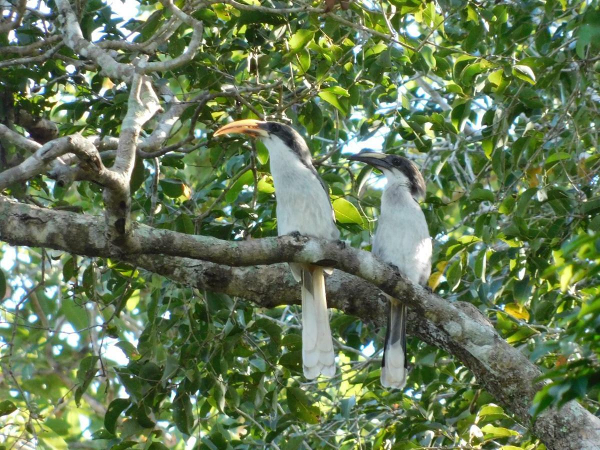 Yala Avian Eye Safari Apartment Buttala Exterior photo